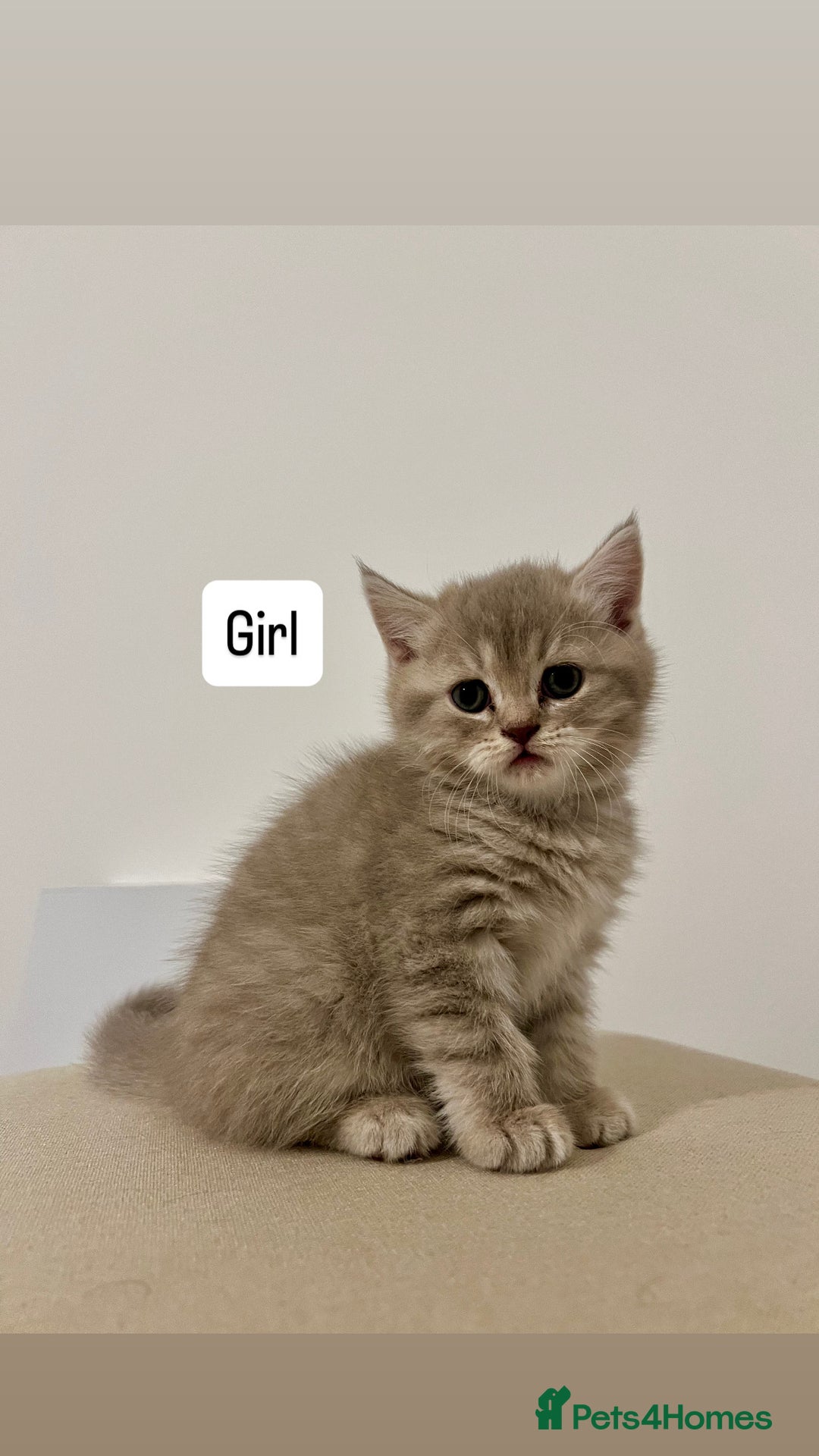 British Longhair cats for sale: British - Advert 3