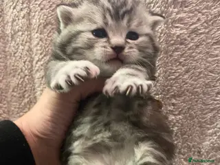 British Shorthair cats Silver blue black polydactyl & non polydactyl - Advert 1