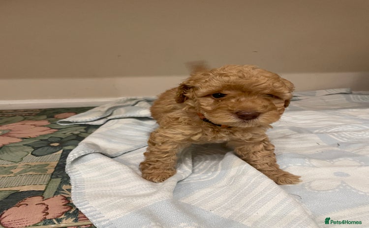 Cockapoo dogs - Advert 3