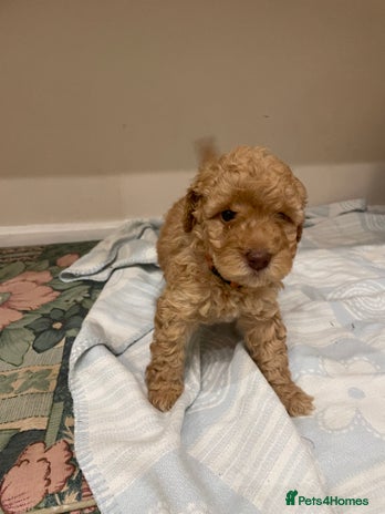 Cockapoo dogs - Advert 3