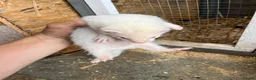 Ferret rodents for sale: Ferrets hobs and jills  in Derby - Advert 1