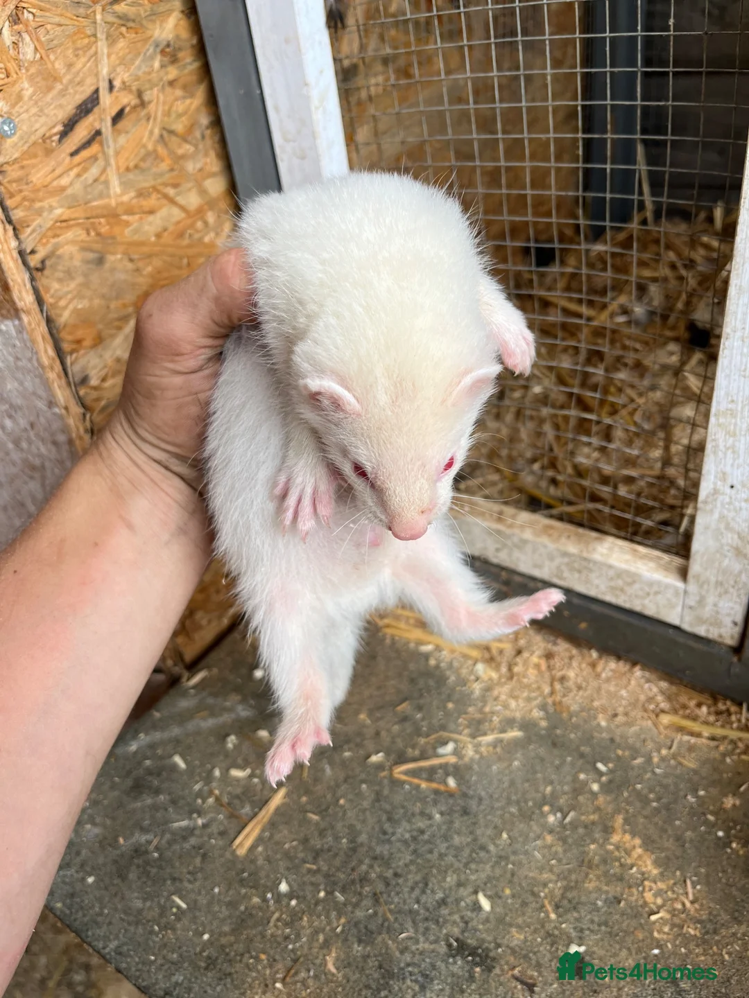 Ferret rodents for sale: Ferrets hobs and jills  in Derby - Advert 1
