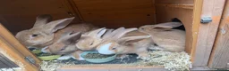 Continental Giant rabbits for sale: gorgeous continental giantxFrench lop READY TO GO - Advert 20