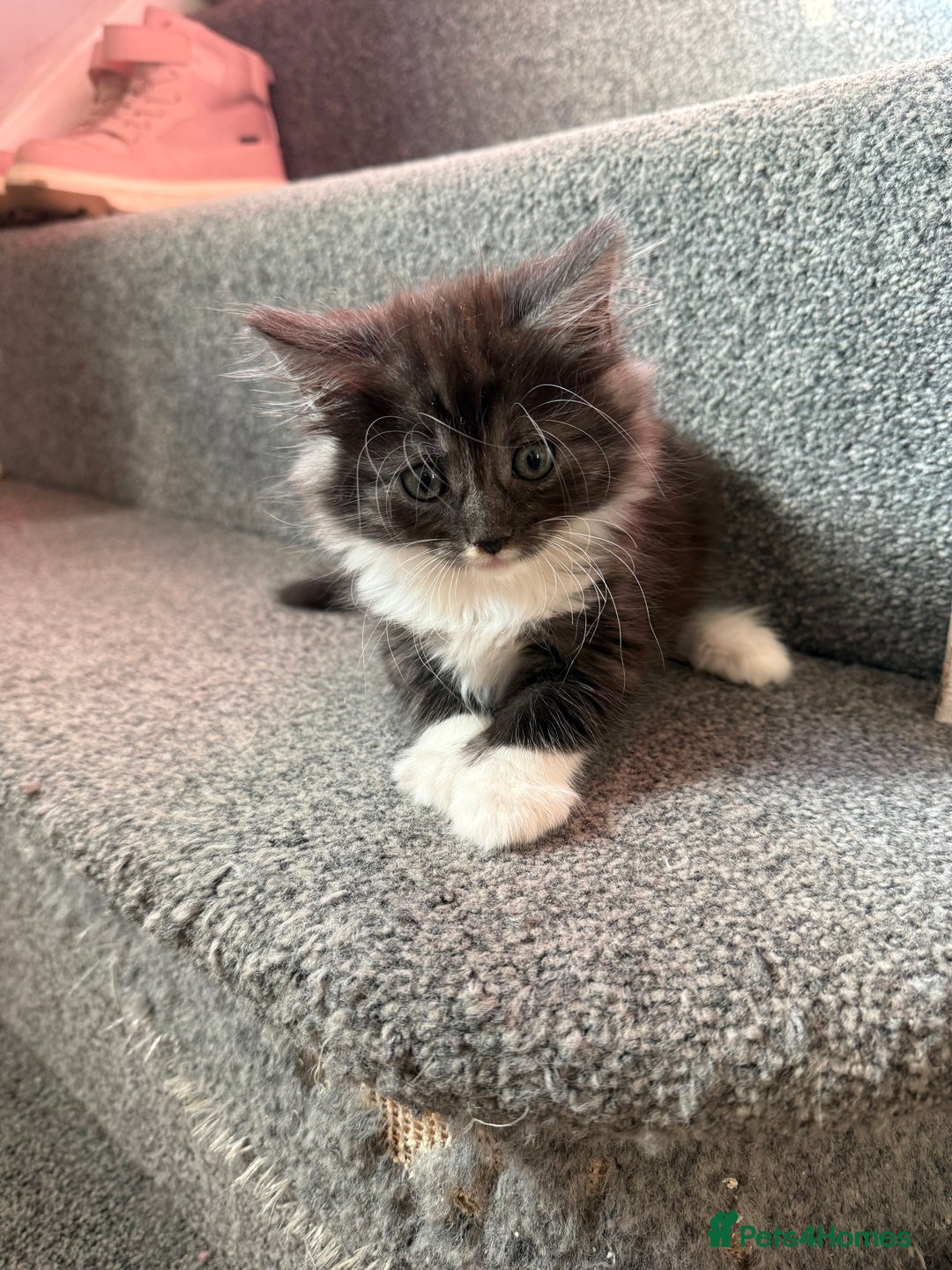 Maine Coon cats for sale: Mixed mainecoons kittens  - Image 2