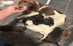 Sprocker dogs for sale: Sprocker puppy’s for sale  - Image 7