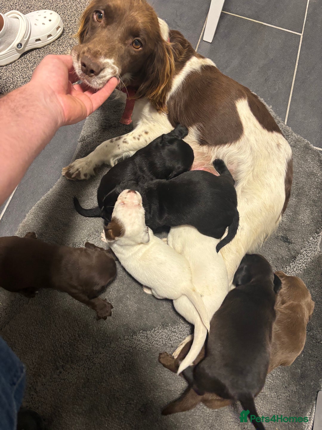 Sprocker dogs for sale: Sprocker puppy’s for sale  - Image 7