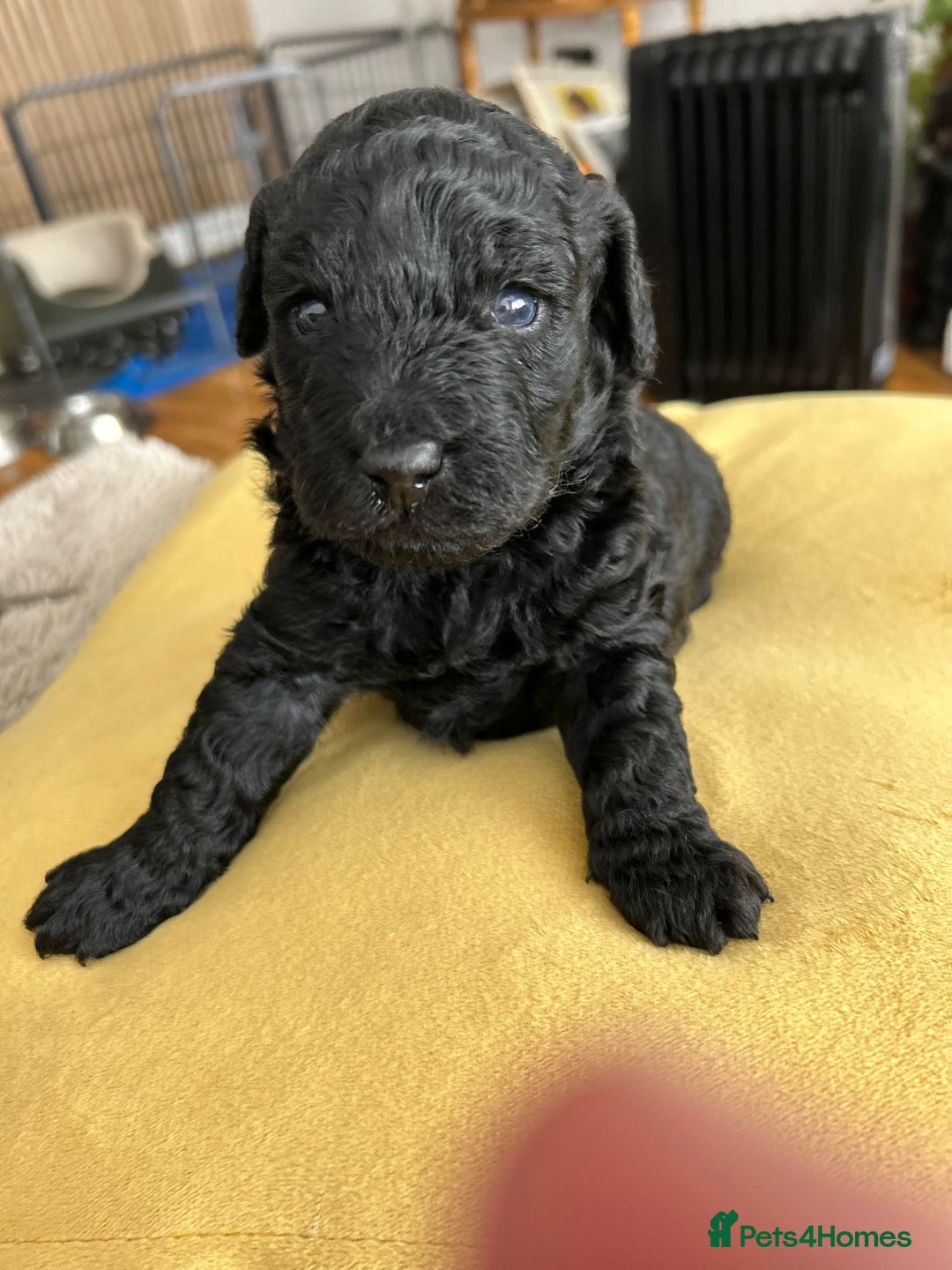 Cockapoo dogs for sale: Cockerpoo f1b - Image 3