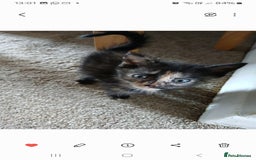 Mixed Breed cats for sale: 4 fluffy playful kittens - Image 6