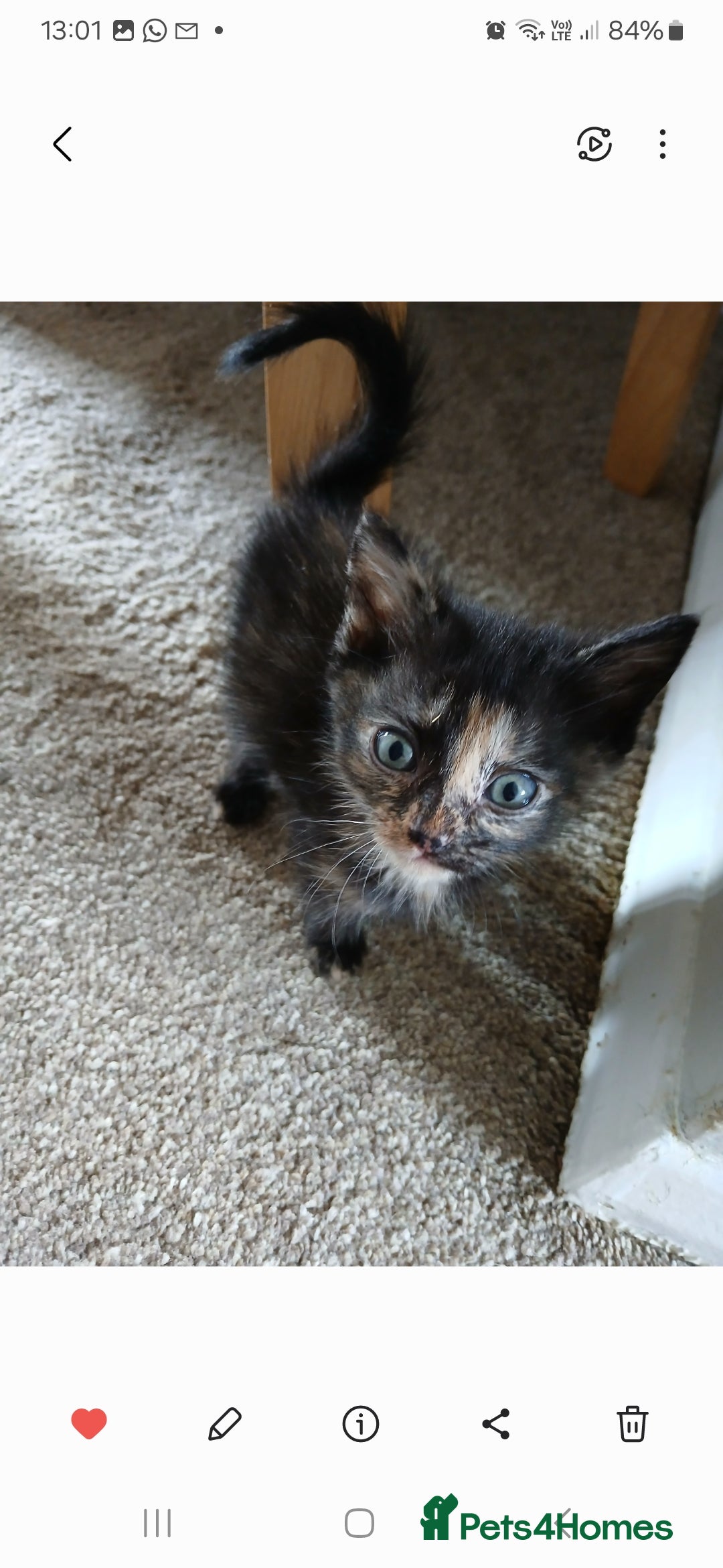 Mixed Breed cats for sale: 4 fluffy playful kittens - Image 6