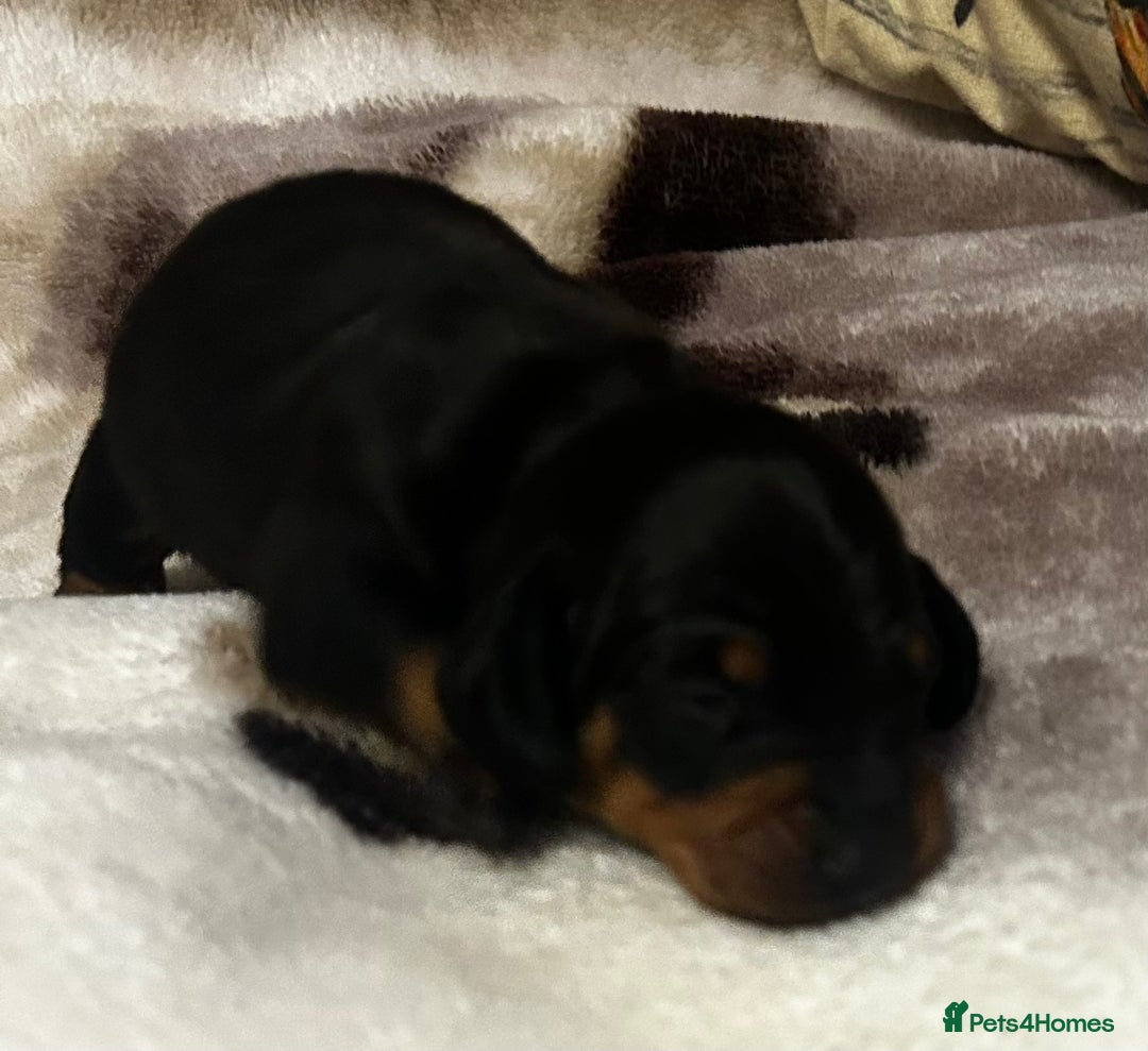 Dachshund dogs for sale: STUNNING B&T MALE KC SMOOTH STANDARD  - Advert 5