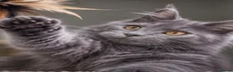 Maine Coon cats for sale: Maine coon  - Advert 8
