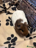Guinea Pig rodents Beautiful young female guinea pig - Advert 5