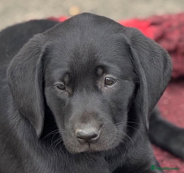 Labrador Retriever dogs Fully health tested parents, RKC Registered,  - Advert 1