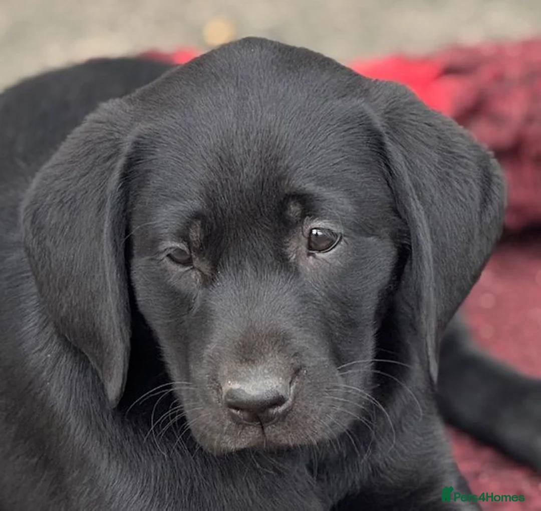 Labrador Retriever dogs for sale: Fully health tested parents, RKC Registered,  in Warwick - Advert 1