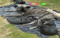 Mixed Breed dogs for sale: 🐾 Presa Canario cross Puppies for Sale 🐾 - Image 7