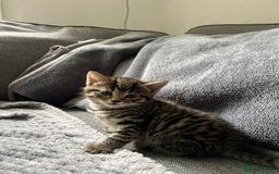Maine Coon cats for sale: Adorable Half Maine Coon Kittens - Image 29