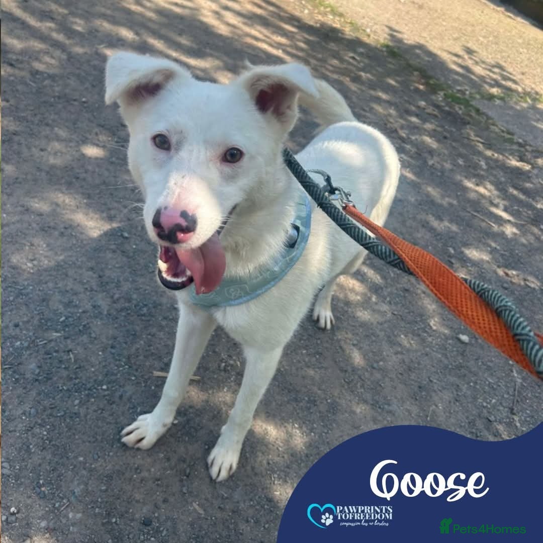 Mixed Breed dogs Meet Goose, currently residing in Cheshire  - Advert 14