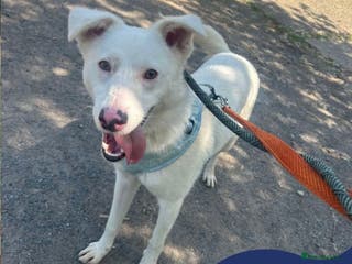 Mixed Breed dogs Meet Goose, currently residing in Cheshire - Advert 20