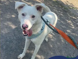 Mixed Breed dogs Meet Goose, currently residing in Cheshire - Advert 16