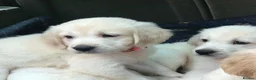 Golden Retriever dogs for sale: Championship lines puppies-ready now - Advert 14