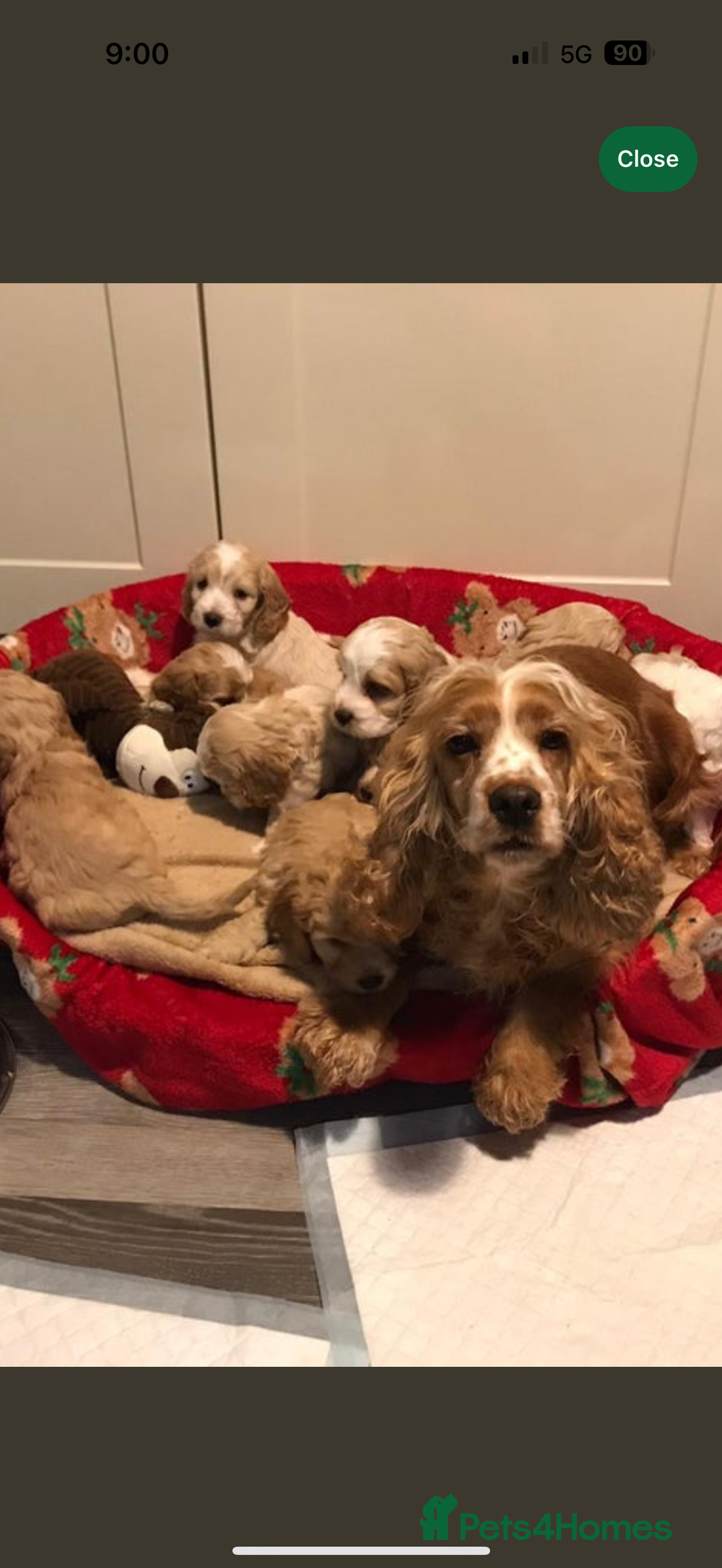 Cockapoo dogs for sale: F1 Cockapoo puppy  - Advert 3