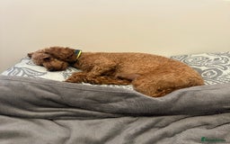 Toy Poodle dogs for sale: Toy poodle . four boys, one girl - Image 4