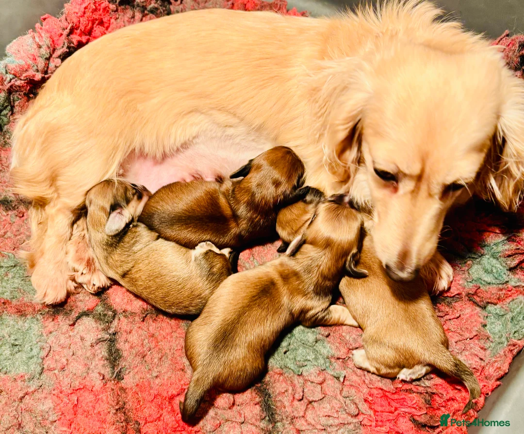 Miniature Dachshund dogs for sale: Dachshund miniature longhaired - Advert 13