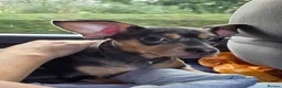 Dachshund dogs for sale: Freach bulldog x Dachhound - Advert 2
