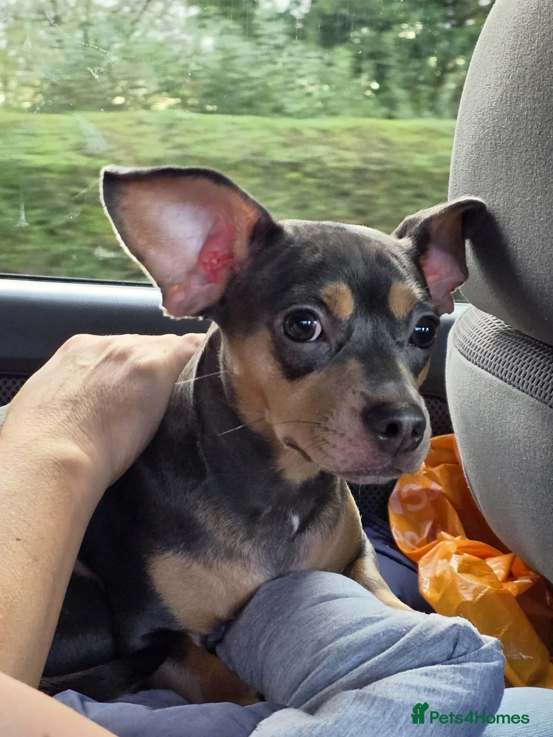 Dachshund dogs for sale: Freach bulldog x Dachhound - Advert 2