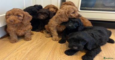 Cockapoo dogs - Advert 10