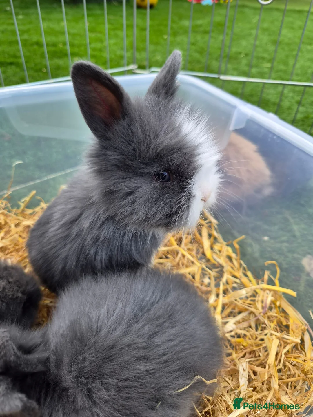 Angora rabbits for sale: Angora x lion head available from 29th Aug in Manchester - Advert 13