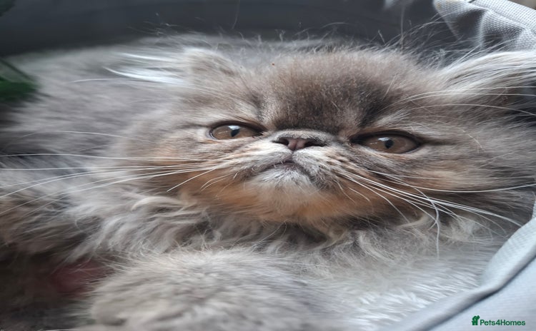 Persian cats - Advert 1