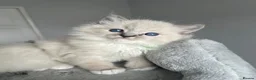 Ragdoll cats for sale: GCCF ragdoll kittens for sale - Advert 33