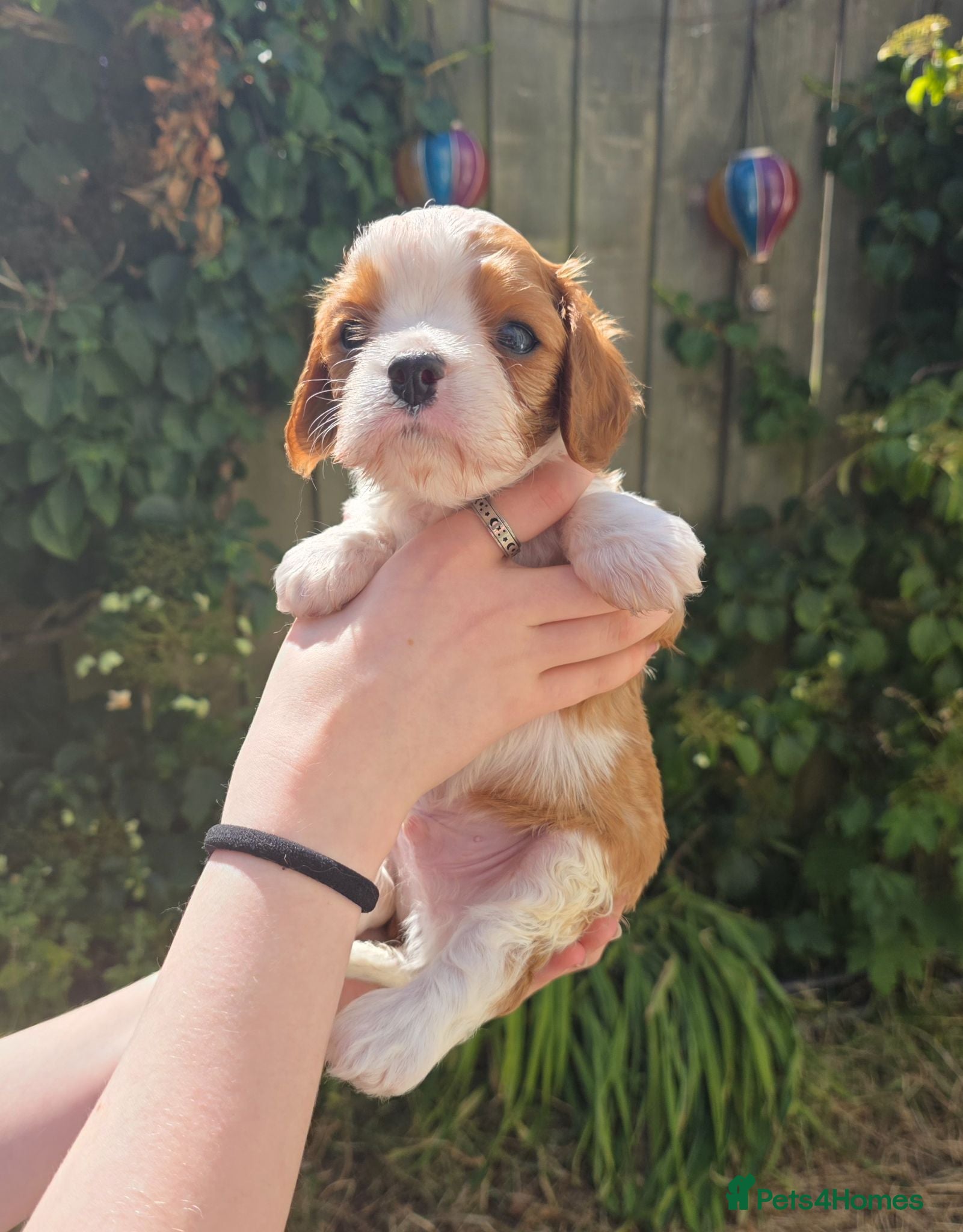 Cavalier King Charles Spaniel dogs Beautiful health tested cavalier pups - Advert 1