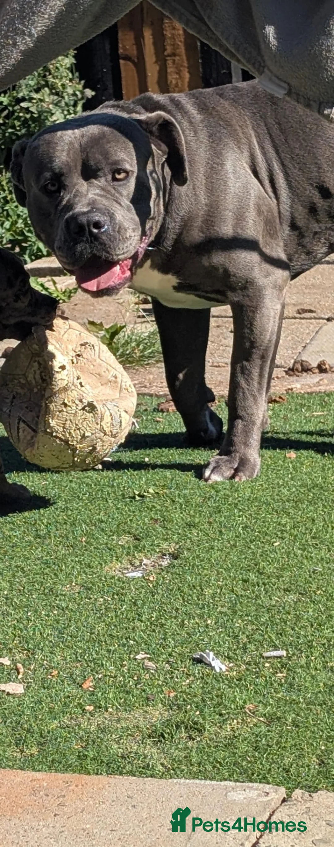 Cane Corso dogs for sale: Beautiful male cane corso  - Advert 8