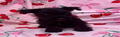 Mixed Breed 7