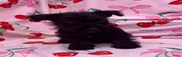 Mixed Breed dogs for sale: Scottish terrier x miniature schnauzer  in Huntingdon - Advert 3