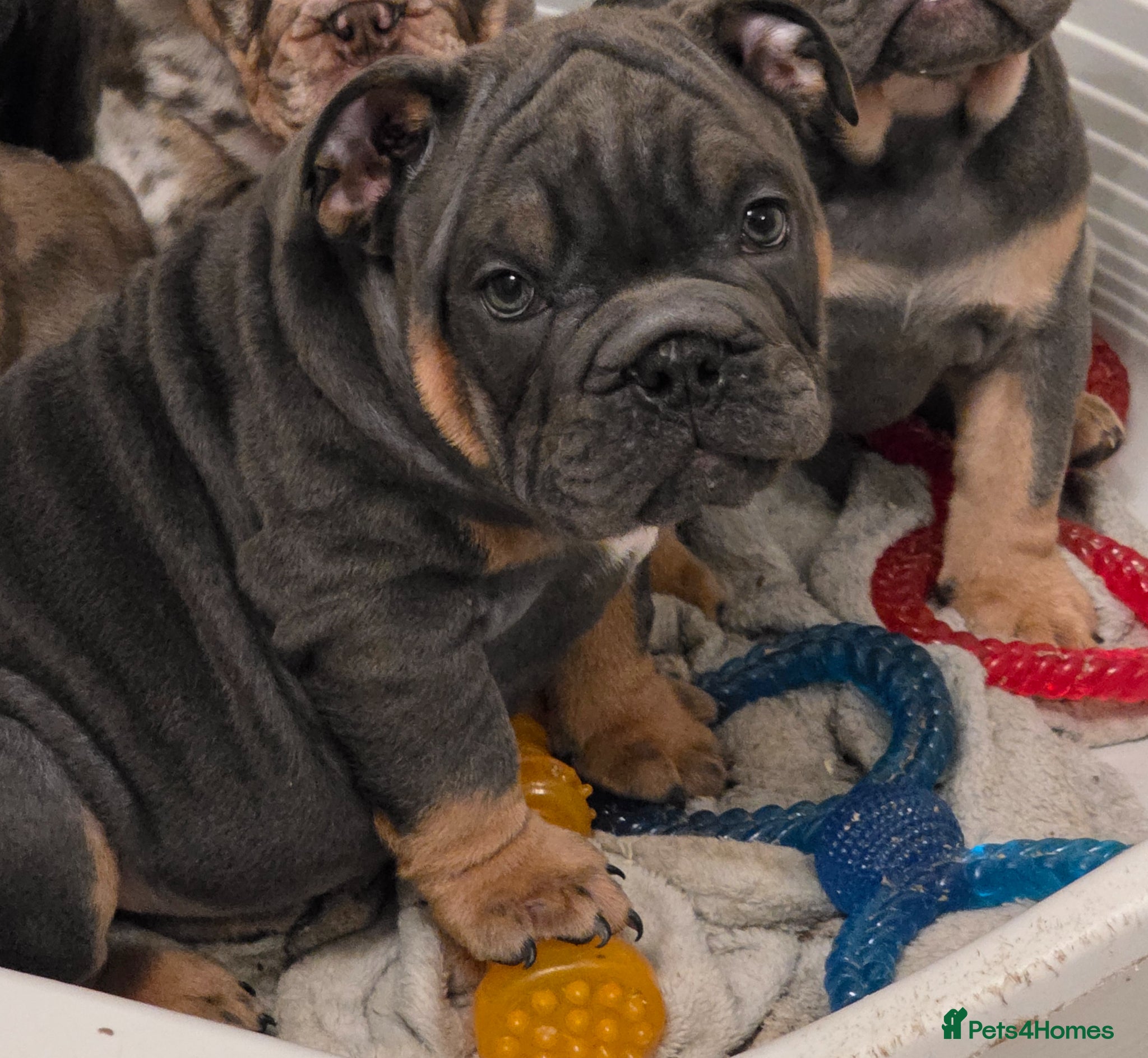 English Bulldog dogs british bulldog pups ready now  - Advert 6
