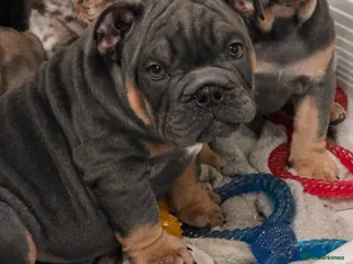 English Bulldog dogs british bulldog pups ready now - Advert 6