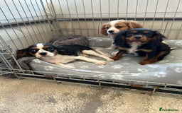 Cavalier King Charles Spaniel dogs for sale: Gorgeous King Charles cavalier puppies  - Image 9
