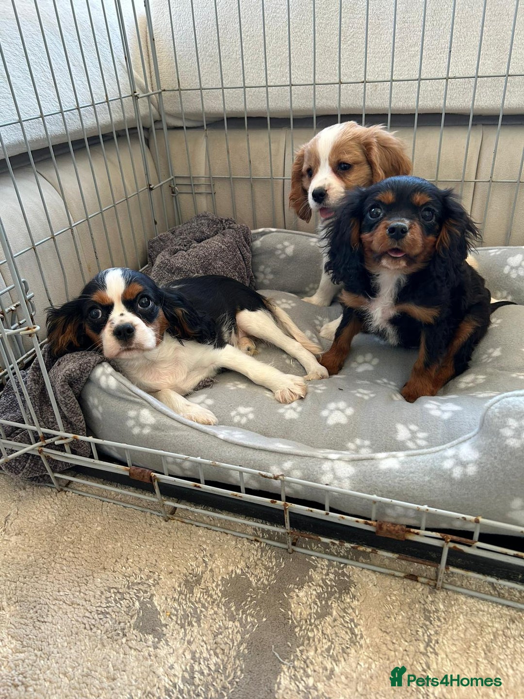 Cavalier King Charles Spaniel dogs for sale: Gorgeous King Charles cavalier puppies  - Image 9