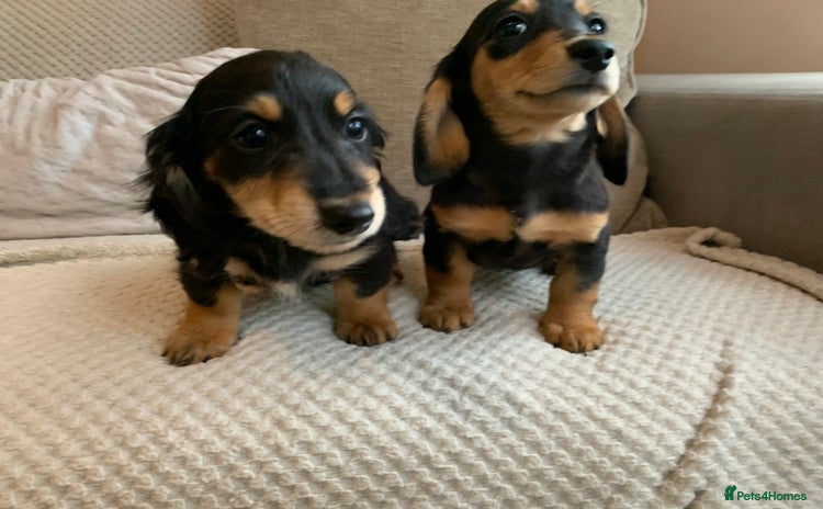 Miniature Dachshund dogs - Advert 1