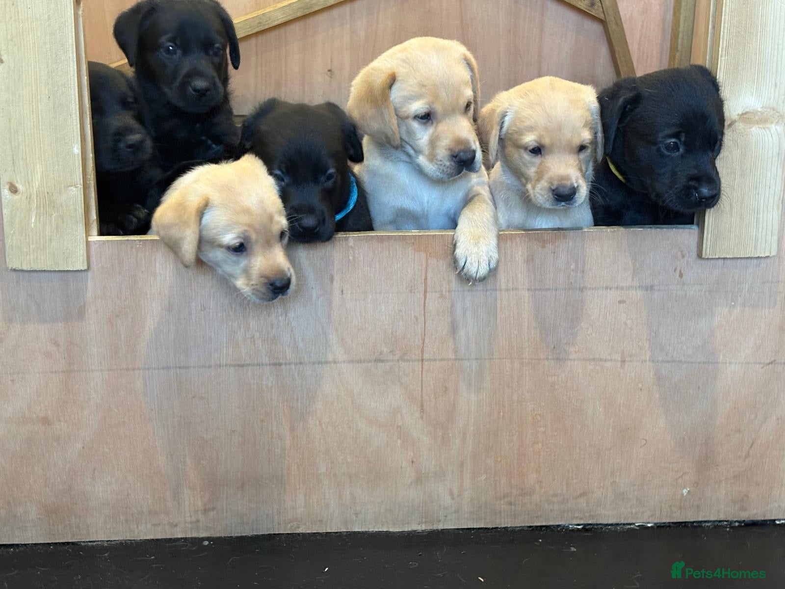 Labrador Retriever dogs Labrador Puppies  - Advert 2