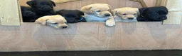 Labrador Retriever dogs for sale: Labrador Puppies  - Advert 1