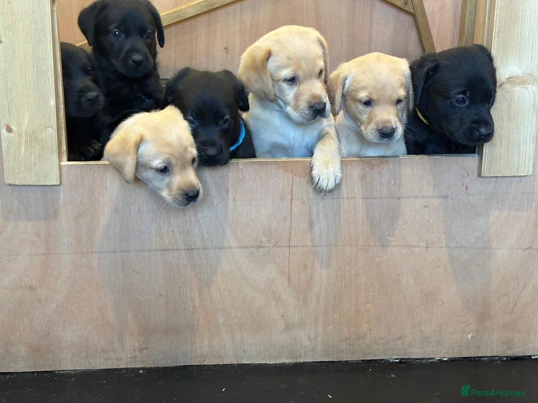 Labrador Retriever dogs for sale: Labrador Puppies  - Advert 1