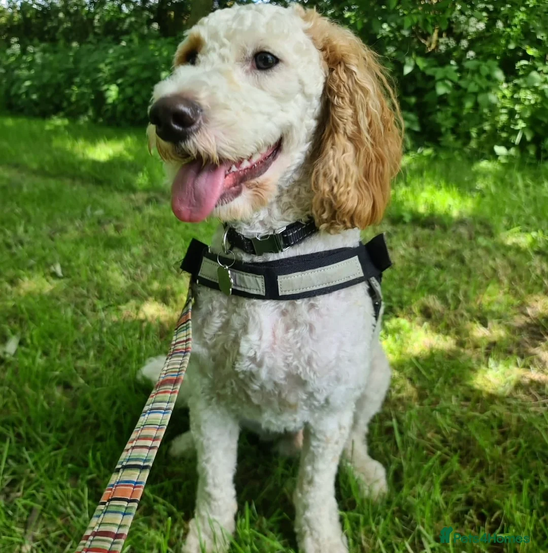 Cavapoo dogs for stud: Extensively health tested Cavapoo stud proven in Ilkeston - Advert 9