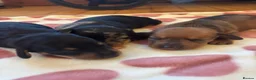 Dachshund dogs for sale: Dachshund puppies - Advert 9