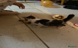 Mixed Breed cats for sale: kittens Bengal x microchipped flea/worm.insured.  - Image 25