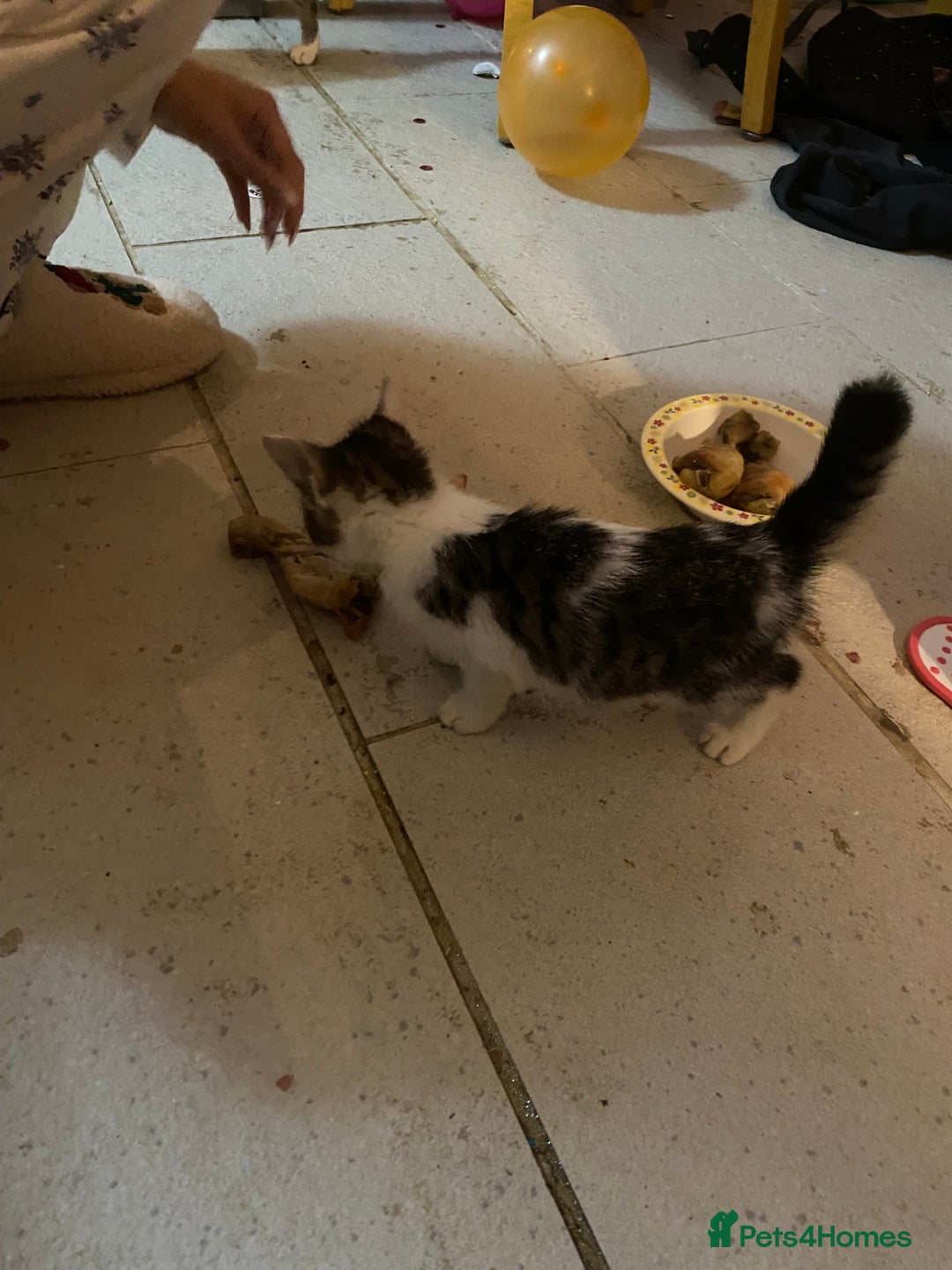 Mixed Breed cats for sale: kittens Bengal x microchipped flea/worm.insured.  - Image 25