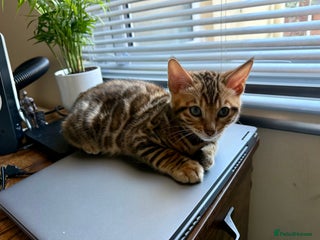 Bengal cats Bengal kittens - Advert 15